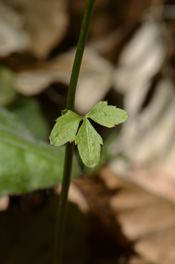 Cardamine trifolia / Dentaria a tre foglie